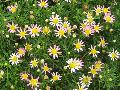 Boston Daisy, Cobbitty Daisy / Argyranthemum frutescens